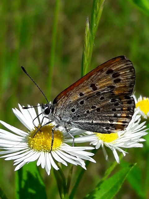 Lycaena thersamon - kis tűzlepke
