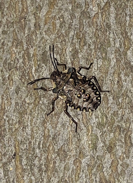 Pentatoma rufipes - vöröslábú címerespoloska Pentatoma rufipes - vöröslábú címerespoloska