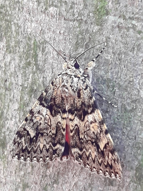 Catocala promissa - kis tölgyfa-övesbagoly