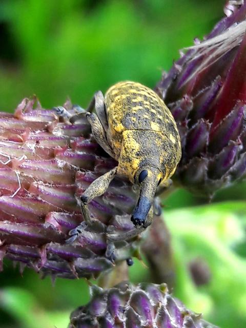 Larinus sturnus - aszat-púderbarkó