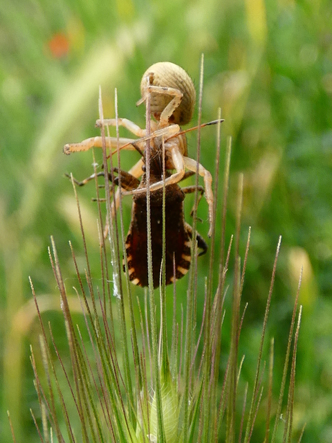 Xysticus kochi/cristatus