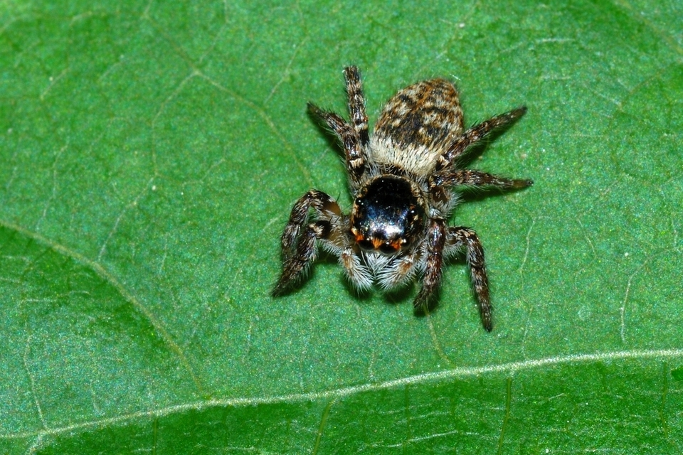 Carrhotus xanthogramma - rozsdás ugrópók