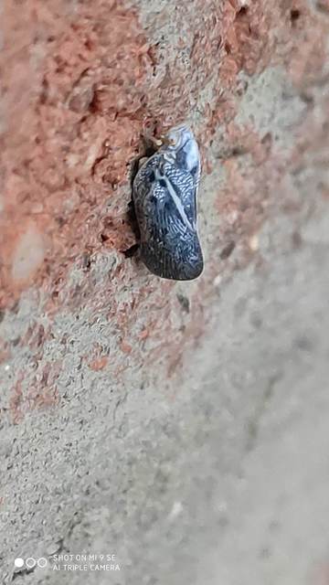 Metcalfa pruinosa - amerikai lepkekabóca