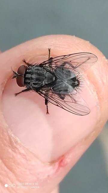 Muscidae - igazi legyek