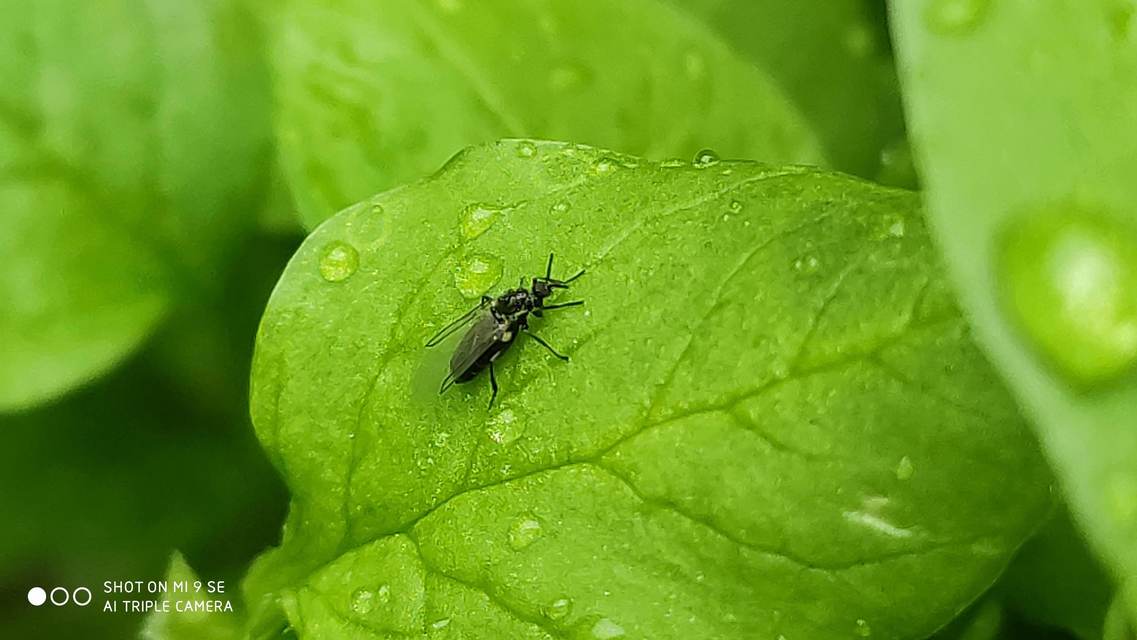 Scatopse notata