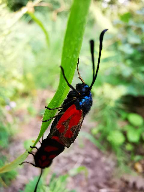 Zygaena loti - közönséges csüngőlepke