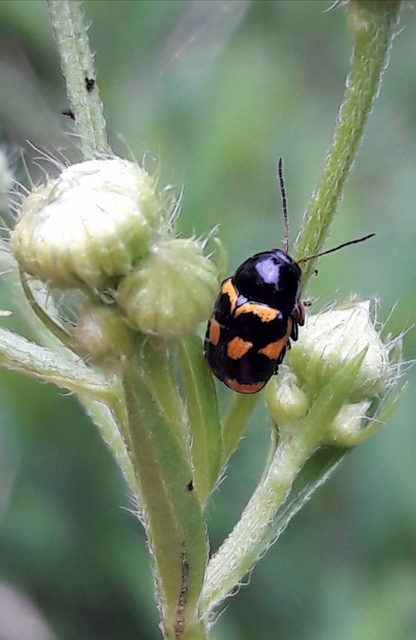 Cryptocephalus anticus - réti zömökbogár