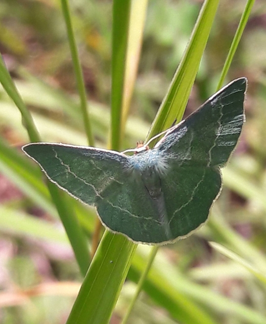 Chlorissa cloraria - sárgászöld araszoló