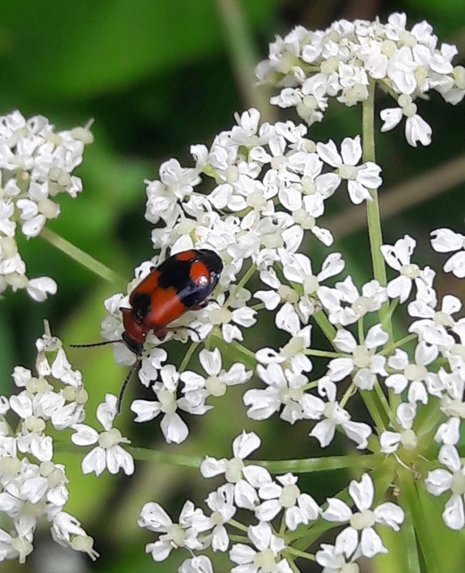 Lebia cruxminor - keresztes cserjefutó