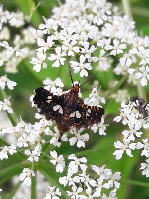 Thyris fenestrella - gyakori ablakosmoly