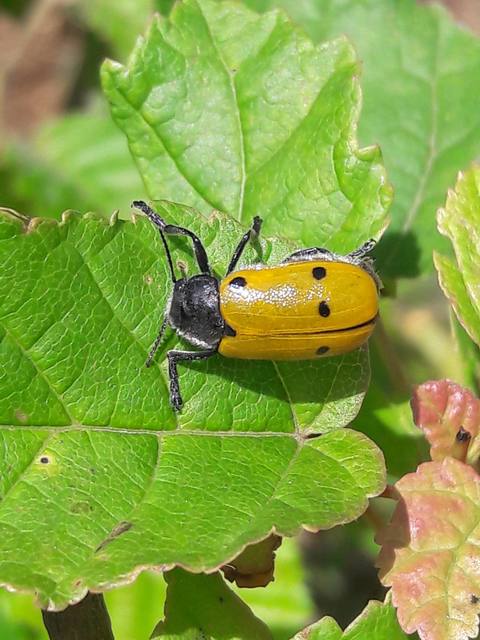 Lachnaia sexpunctata - szőrösnyakú zsákhordóbogár