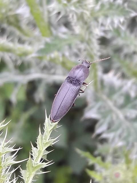 Neopristilophus insitivus - lapos pattanó