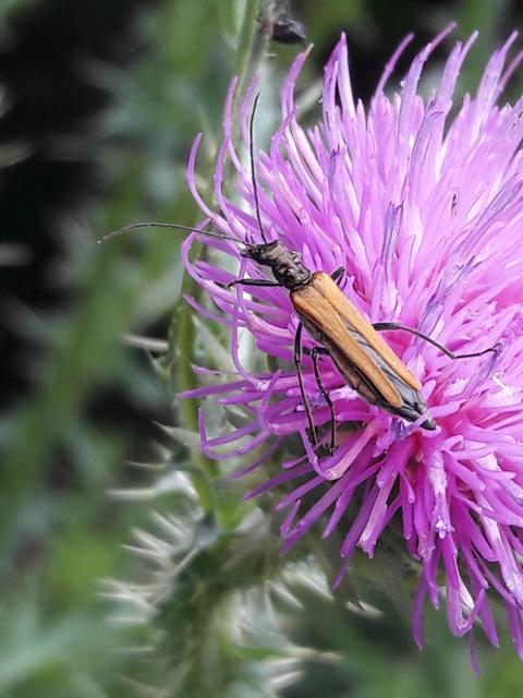 Oedemera femorata - sárgahátú álcincér