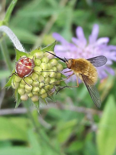 Bombylius