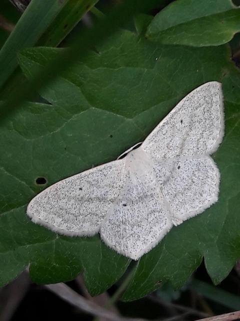 Scopula nigropunctata - feketepettyes araszoló