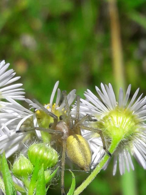 Cheiracanthium