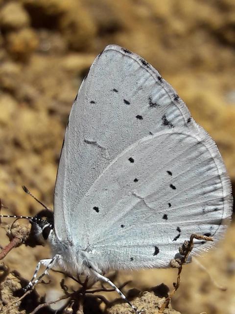Celastrina argiolus - bengeboglárka