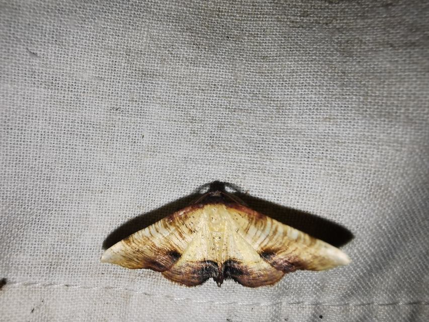 Plagodis dolabraria - baltaszárnyú araszoló