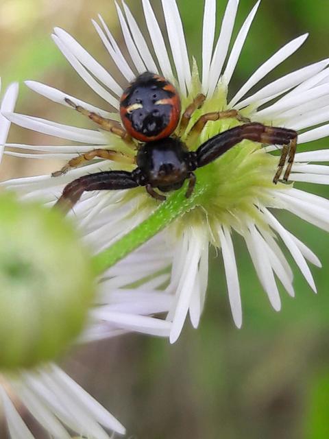 Synema globosum/ornatum