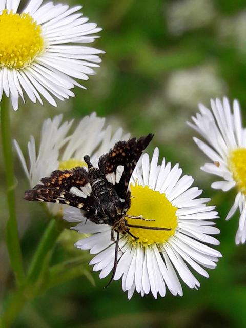 Thyris fenestrella - gyakori ablakosmoly
