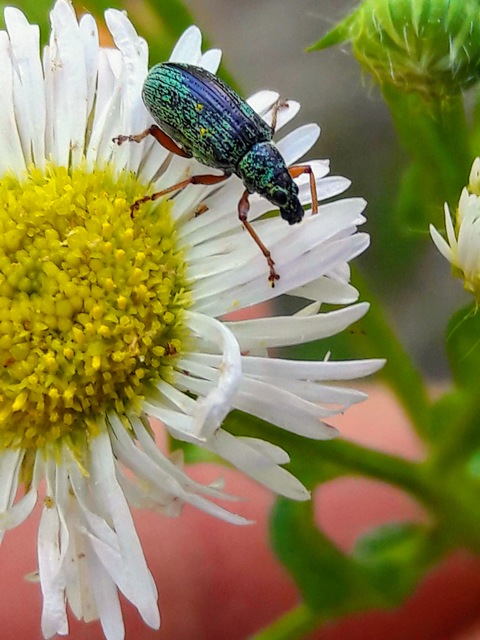 Polydrusus formosus - selymes lombormányos