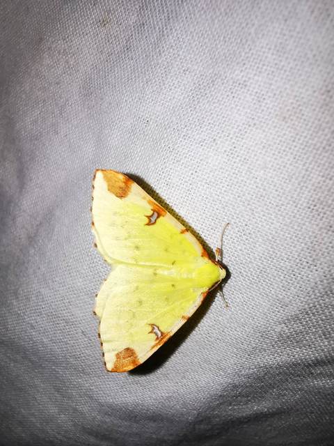 Opisthograptis luteolata - citromsárga araszoló