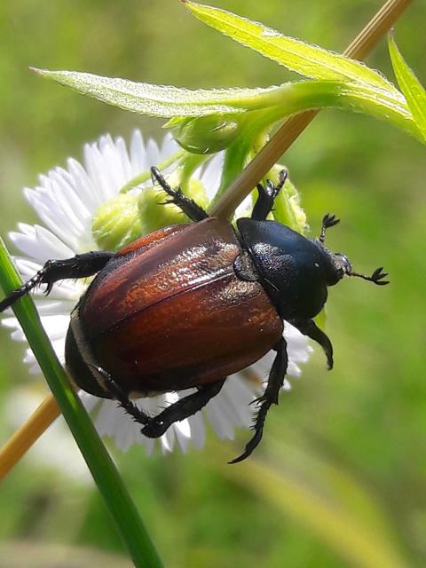 Anisoplia lata - széles szipoly Anisoplia lata - széles szipoly