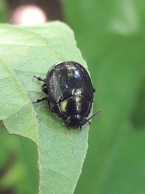 Chrysolina oricalcia - bronzos levélbogár