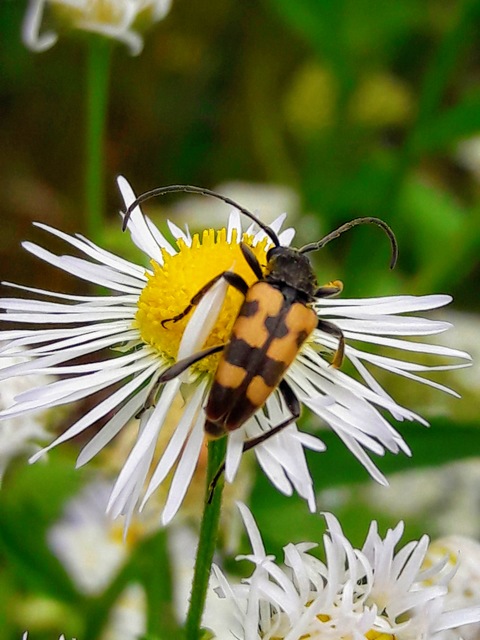 Pachytodes erraticus - rajzos virágcincér