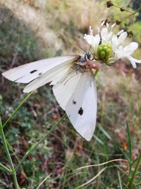 Thomisus onustus - fehér karolópók