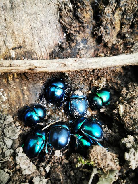 Trypocopris vernalis - tavaszi álganéjtúró