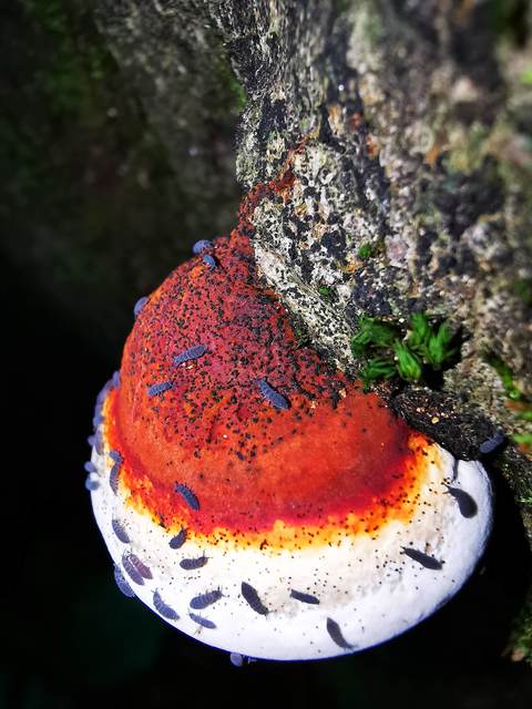 Hypogastruridae