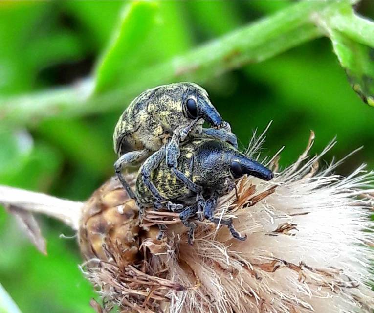 Larinus turbinatus - kúposorrú púderbarkó