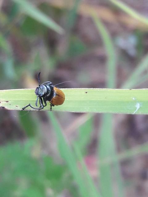 Labidostomis Labidostomis