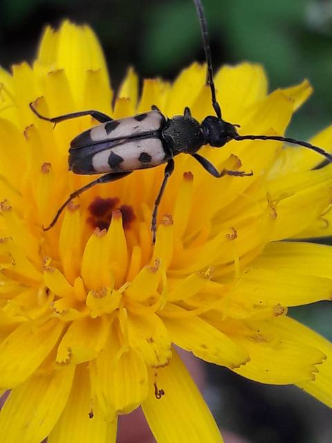 Pachytodes erraticus - rajzos virágcincér