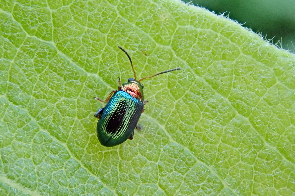 Crepidodera aurata - ékes fűz-földibolha