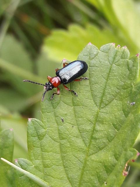 Oulema melanopus/duftschmidi