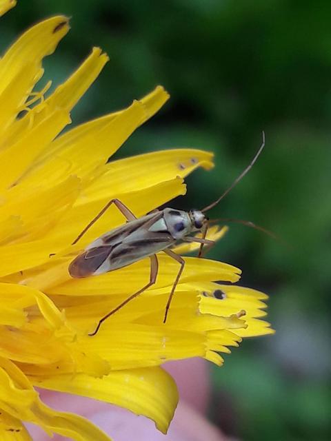 Stenotus binotatus - kétfoltos mezeipoloska