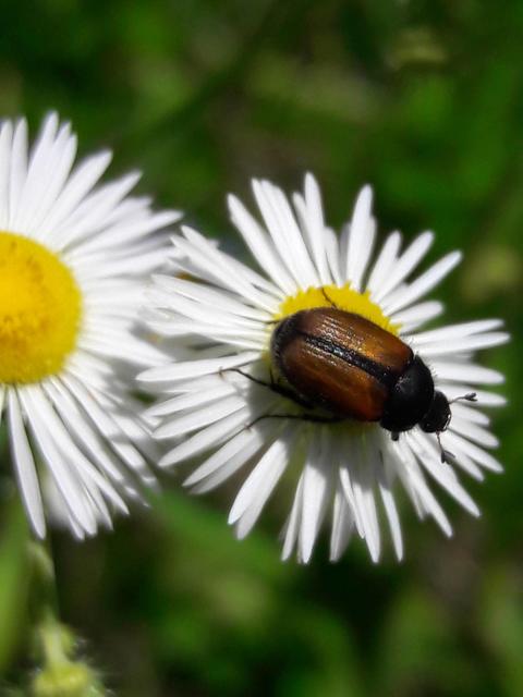 Omaloplia ruricola - kétszínű kiscserebogár