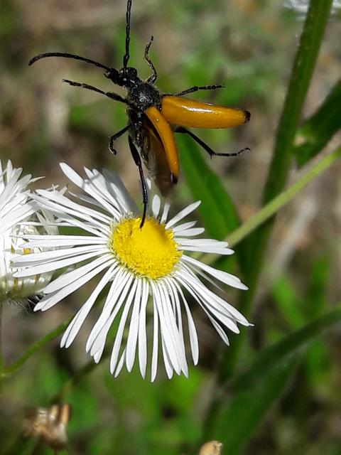 Stictoleptura fulva - vörhenyes virágcincér