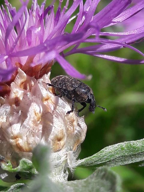 Larinus obtusus - imola-púderbarkó