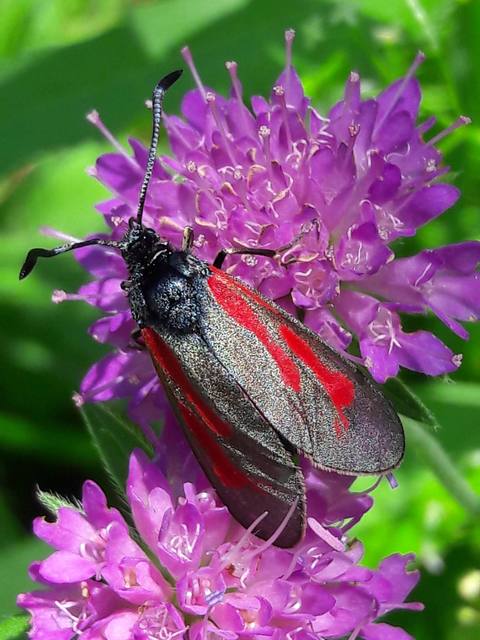Zygaena loti - közönséges csüngőlepke