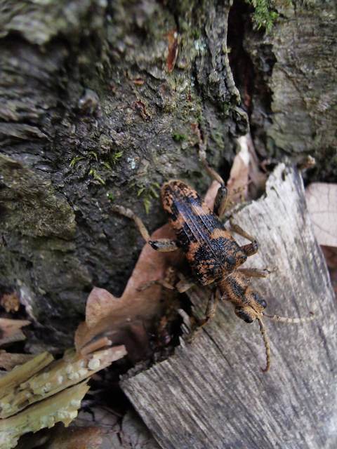 Rhagium sycophanta - tölgyes-tövisescincér