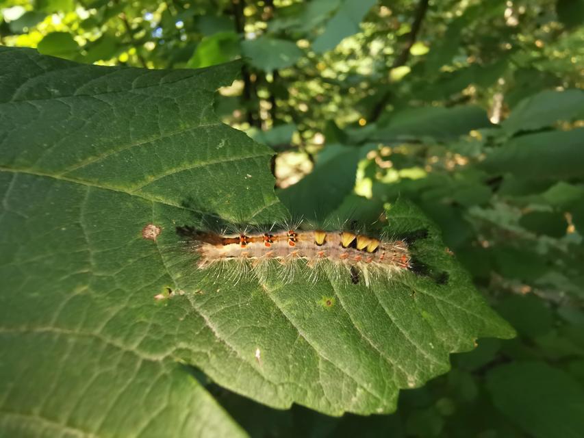 Orgyia antiqua - rozsdabarna kisszövő