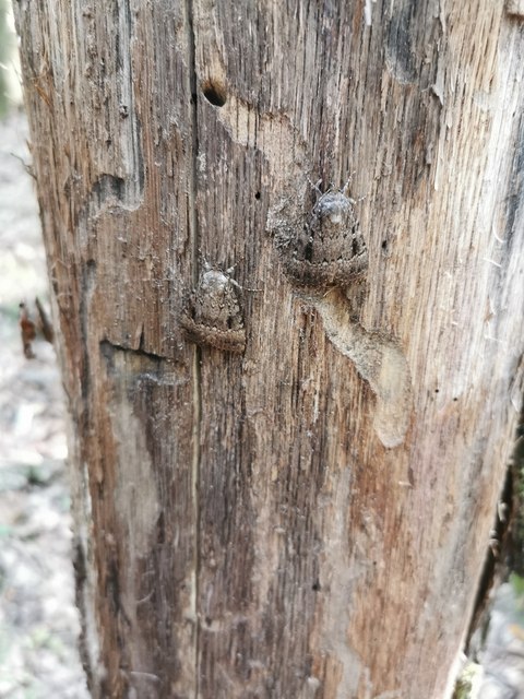 Amphipyra berbera/pyramidea