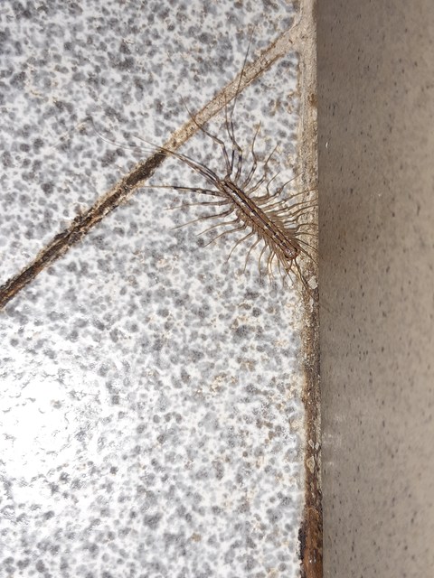Scutigera coleoptrata - légyölő pókszázlábú
