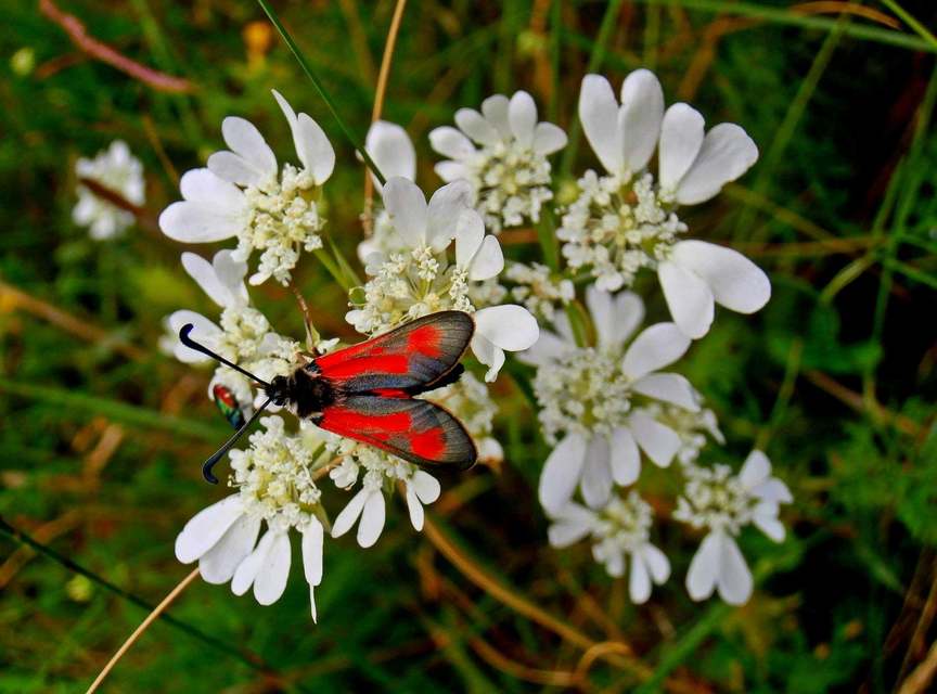 Zygaena punctum - pettyes csüngőlepke