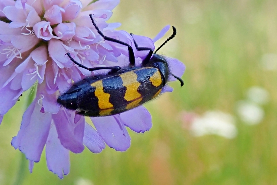 Mylabris variabilis - szalagos hólyaghúzó Mylabris variabilis - szalagos hólyaghúzó