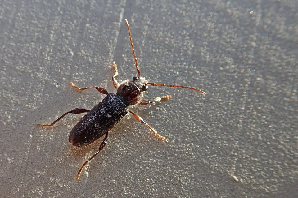 Hylotrupes bajulus - házicincér