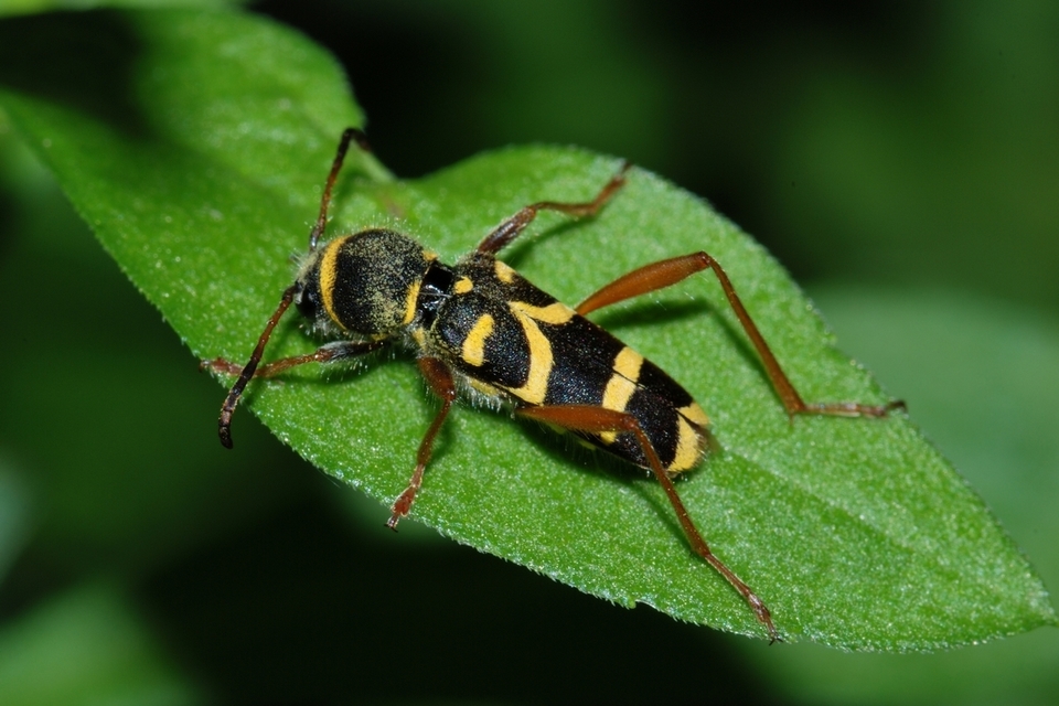 Clytus arietis - közönséges darázscincér
